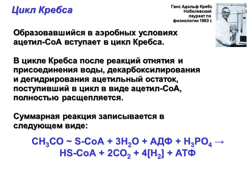 Цикл Кребса Ганс Адольф Кребс Нобелевский лауреат по физиологии 1953 г. Образовавшийся в аэробных